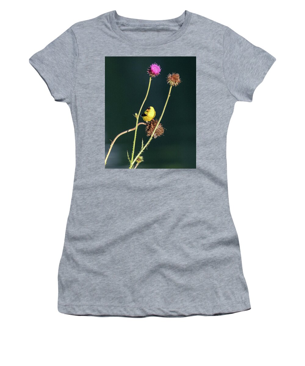 American Goldfinch Women's T-Shirt featuring the photograph Thistle Love by Marcy Wielfaert