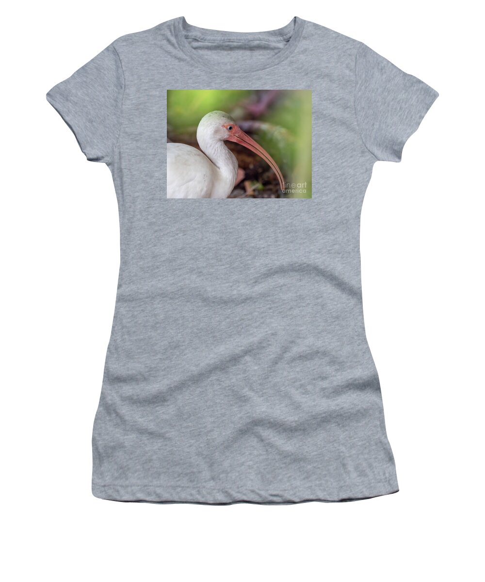 White Ibis Women's T-Shirt featuring the drawing White Ibis by Scott and Dixie Wiley