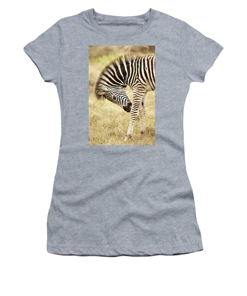 Estock Women's T-Shirt featuring the digital art Zebra, South Africa by Richard Taylor
