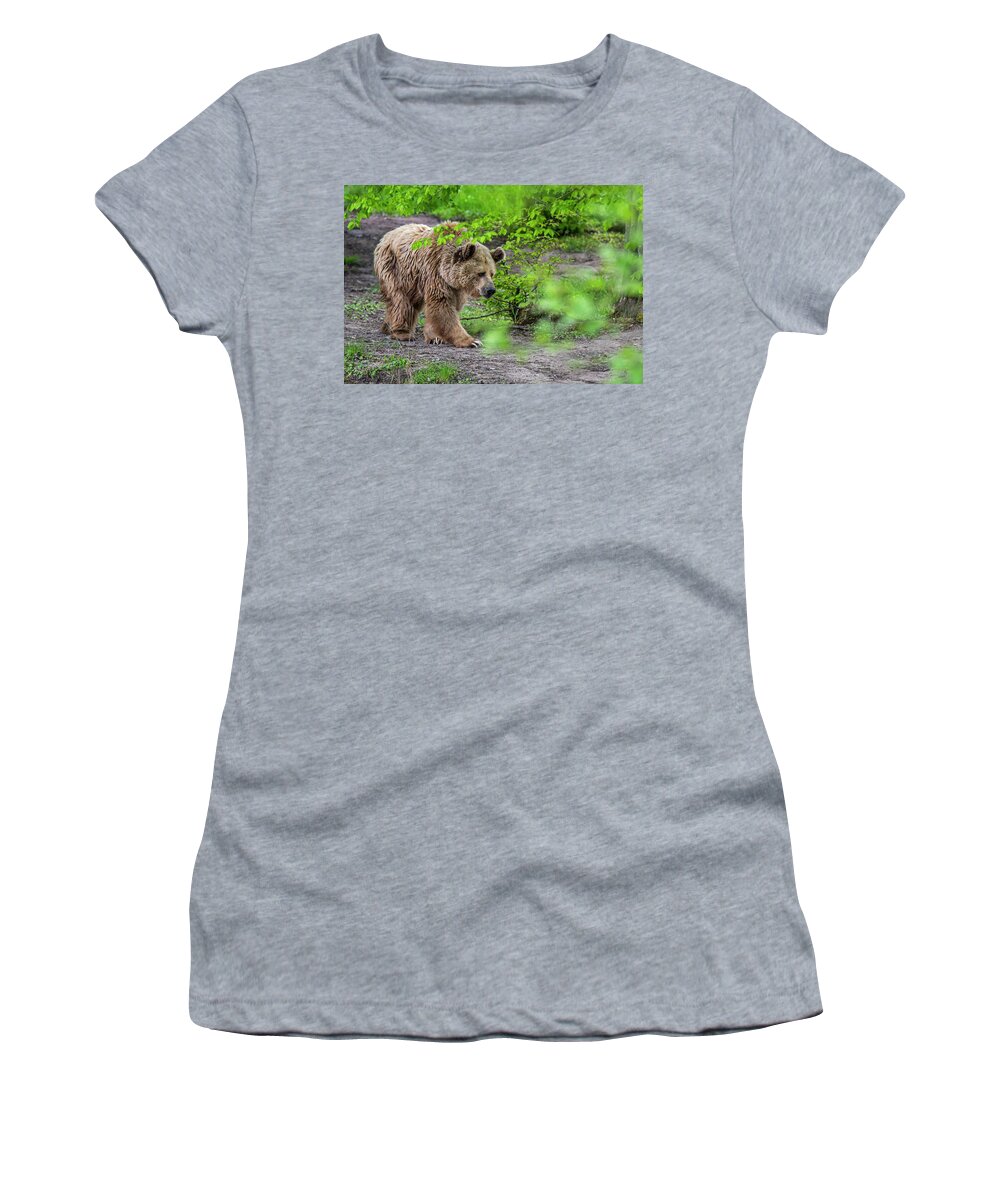 European Brown Bear Women's T-Shirt featuring the photograph Brown Bear in Forest #1 by Arterra Picture Library