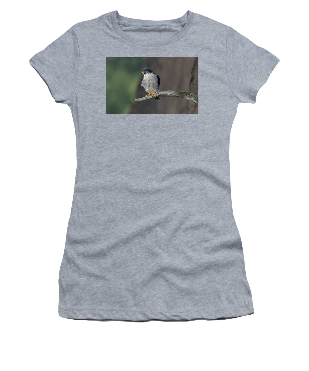 Peregrine Falcon Women's T-Shirt featuring the photograph Peregrine Falcon #1 by Sam Rino