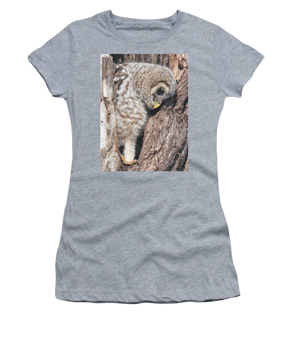 Baby Barred Owls Women's T-Shirt featuring the photograph All Systems Go - Initiating Fledging Sequence by Puttaswamy Ravishankar