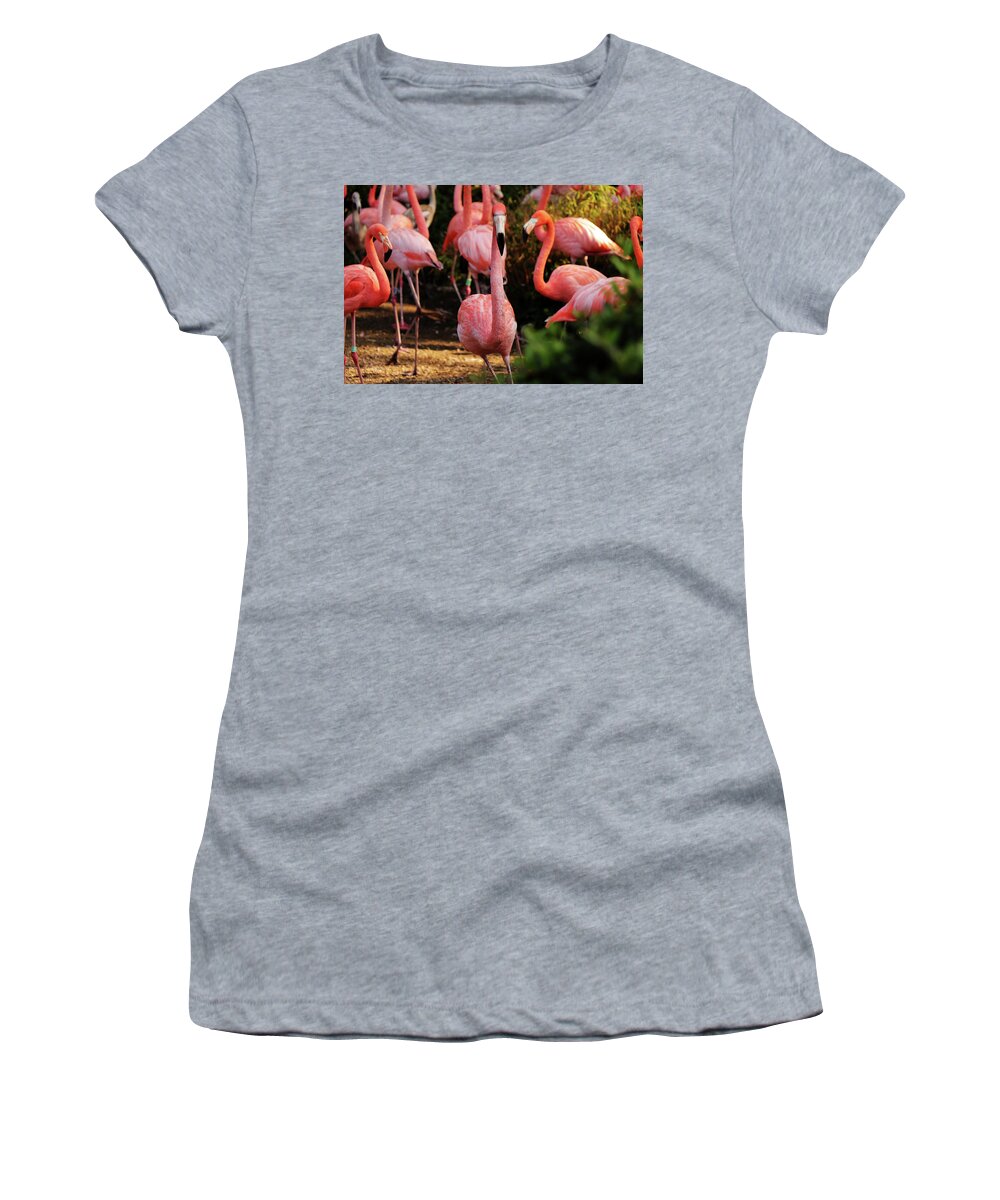 American Flamingo Women's T-Shirt featuring the photograph American flamingo - Hey, you stay by Vaclav Sonnek