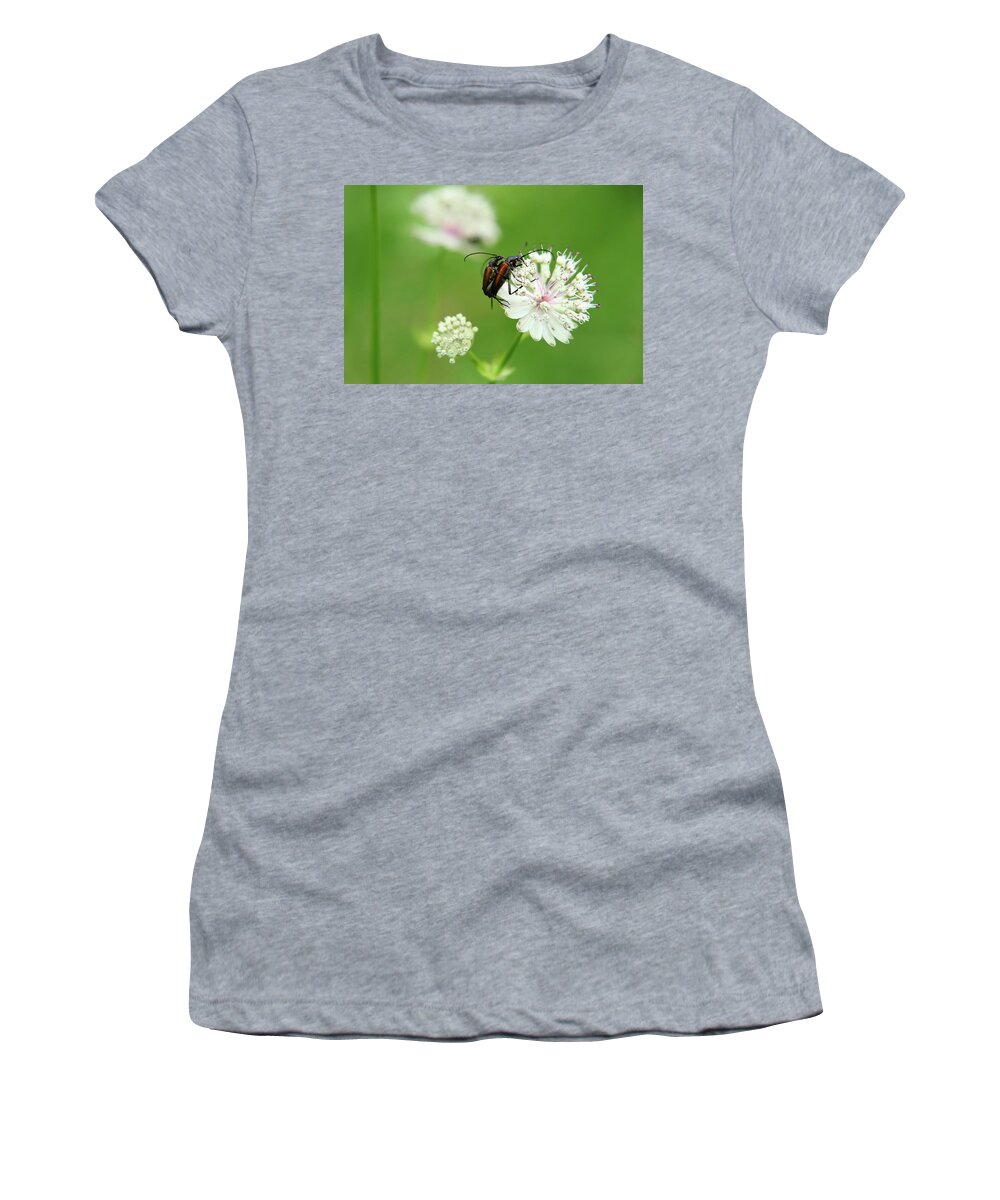 Stenurella Melanura Women's T-Shirt featuring the photograph Mating between Stenurella melanura on white clover by Vaclav Sonnek
