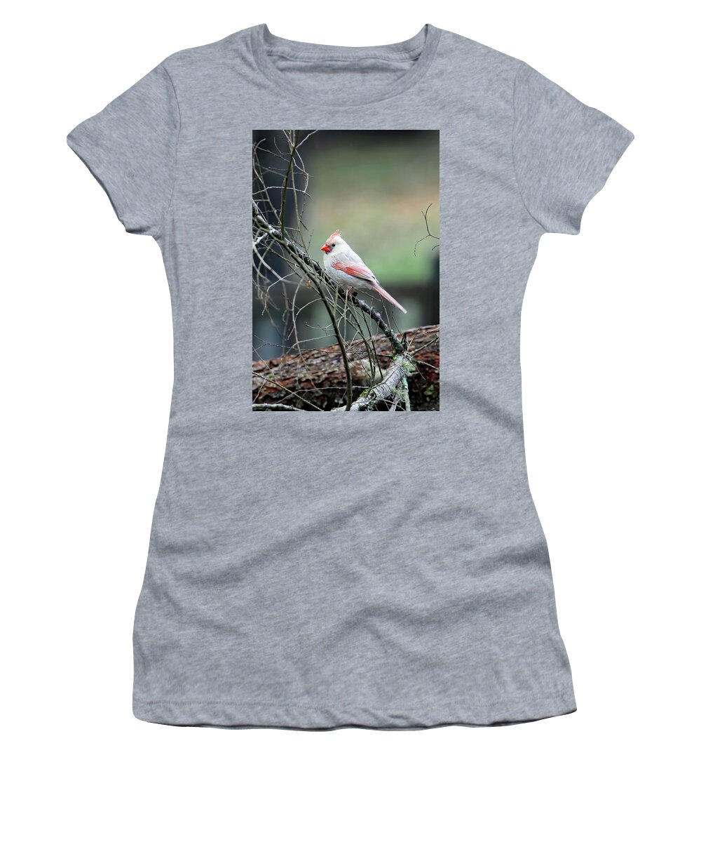 Northern Cardinal Women's T-Shirt featuring the photograph A Rare Northerner by Jennifer Robin