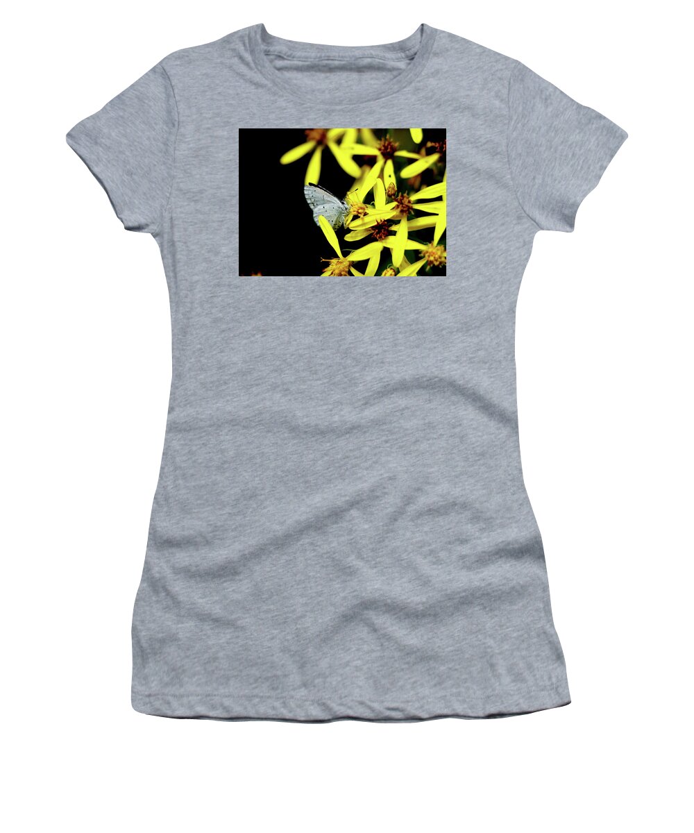 Celastrina Argiolus Women's T-Shirt featuring the photograph Butterfly Holly blue on yellow flower by Vaclav Sonnek
