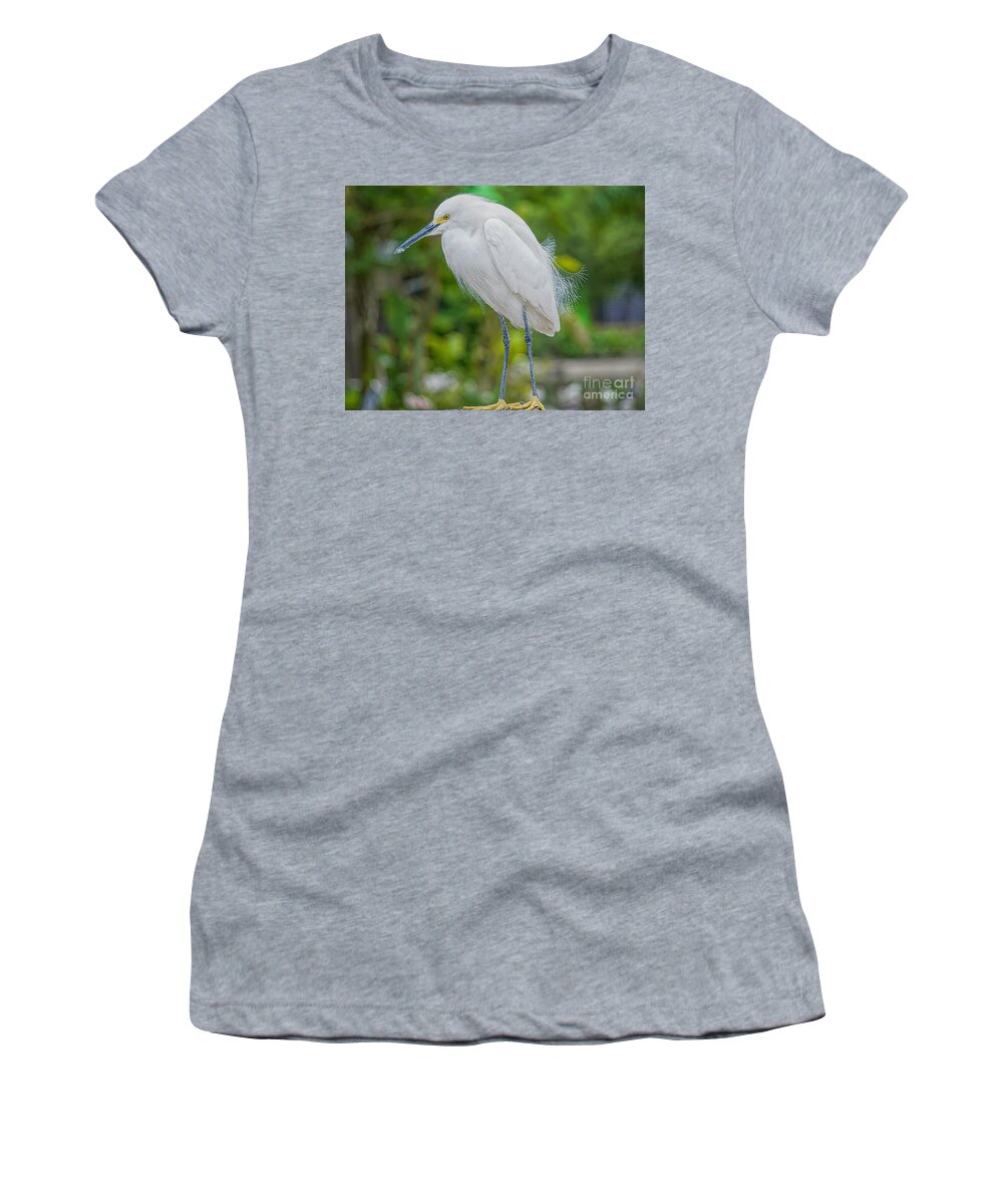 Herons Women's T-Shirt featuring the photograph A Snowy Egret at Anhinga Trail by Judy Kay