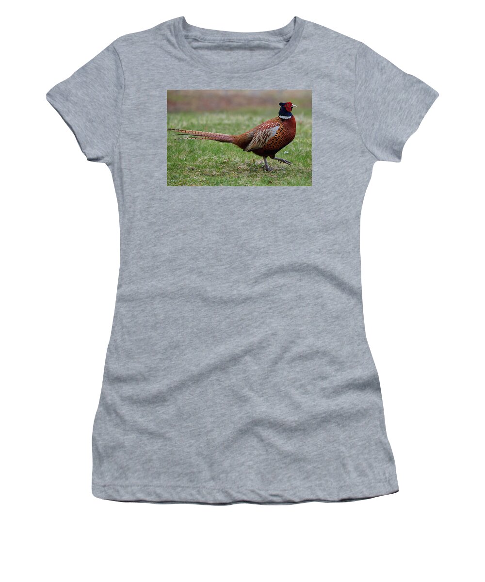 Ring Women's T-Shirt featuring the photograph Adult male ring-necked pheasant by Curtis Patterson
