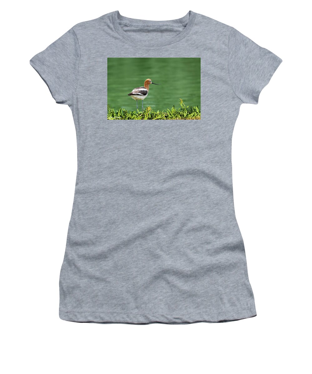 American Avocet Women's T-Shirt featuring the photograph American Avocet by Jeff Goulden