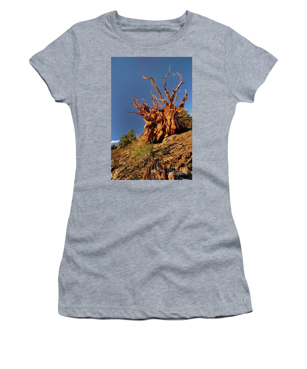Dave Welling Women's T-Shirt featuring the photograph Ancient Bristlecone Pine White Mountains California by Dave Welling