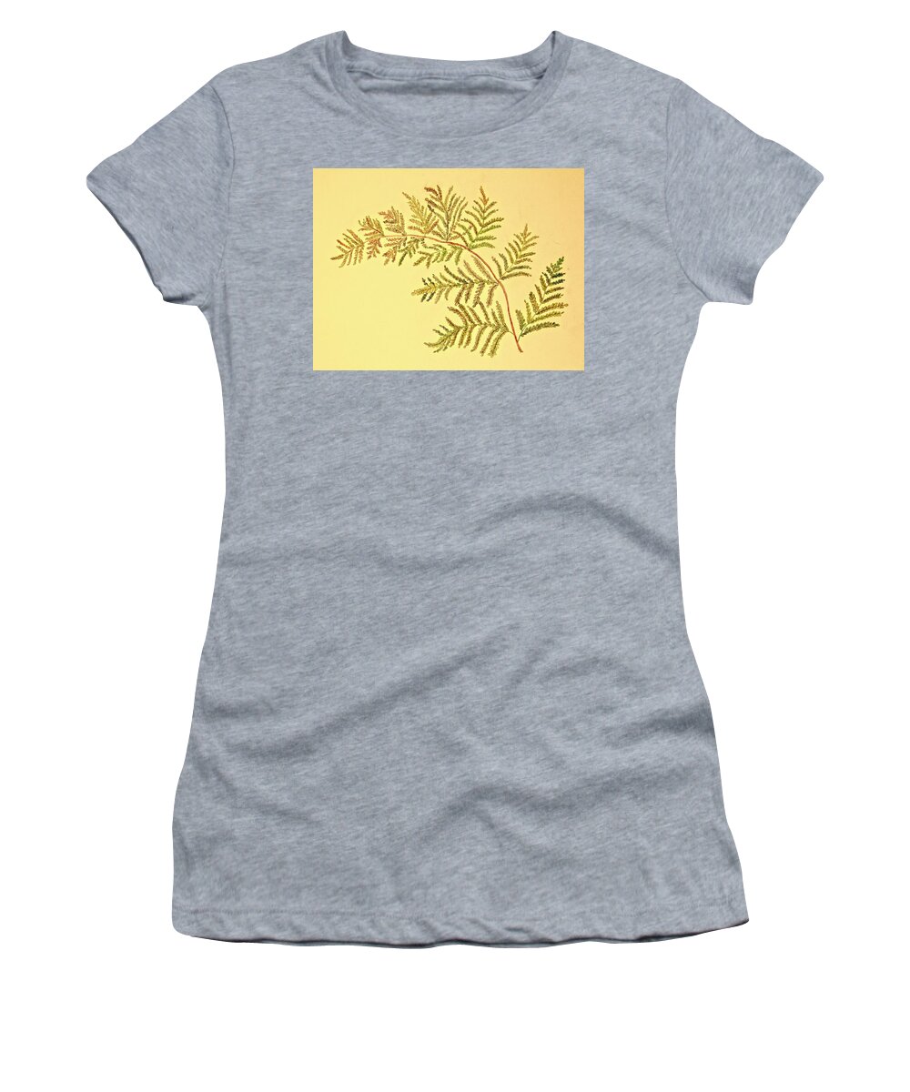 Autumn Women's T-Shirt featuring the drawing Autumn Fern by Karen Nice-Webb