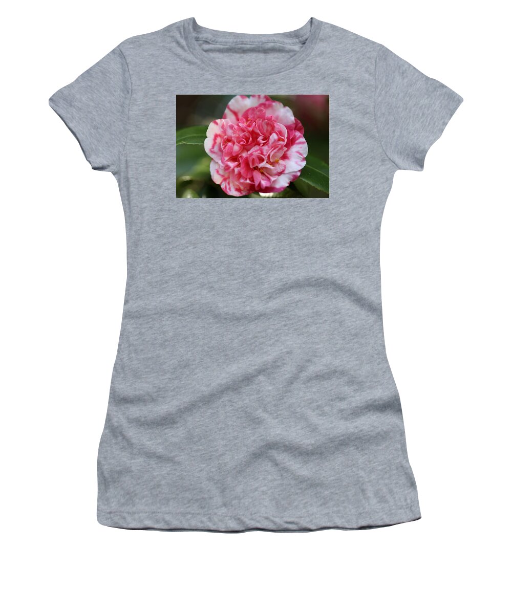 Camellia Women's T-Shirt featuring the photograph Bi-Color Camellia III by Mingming Jiang