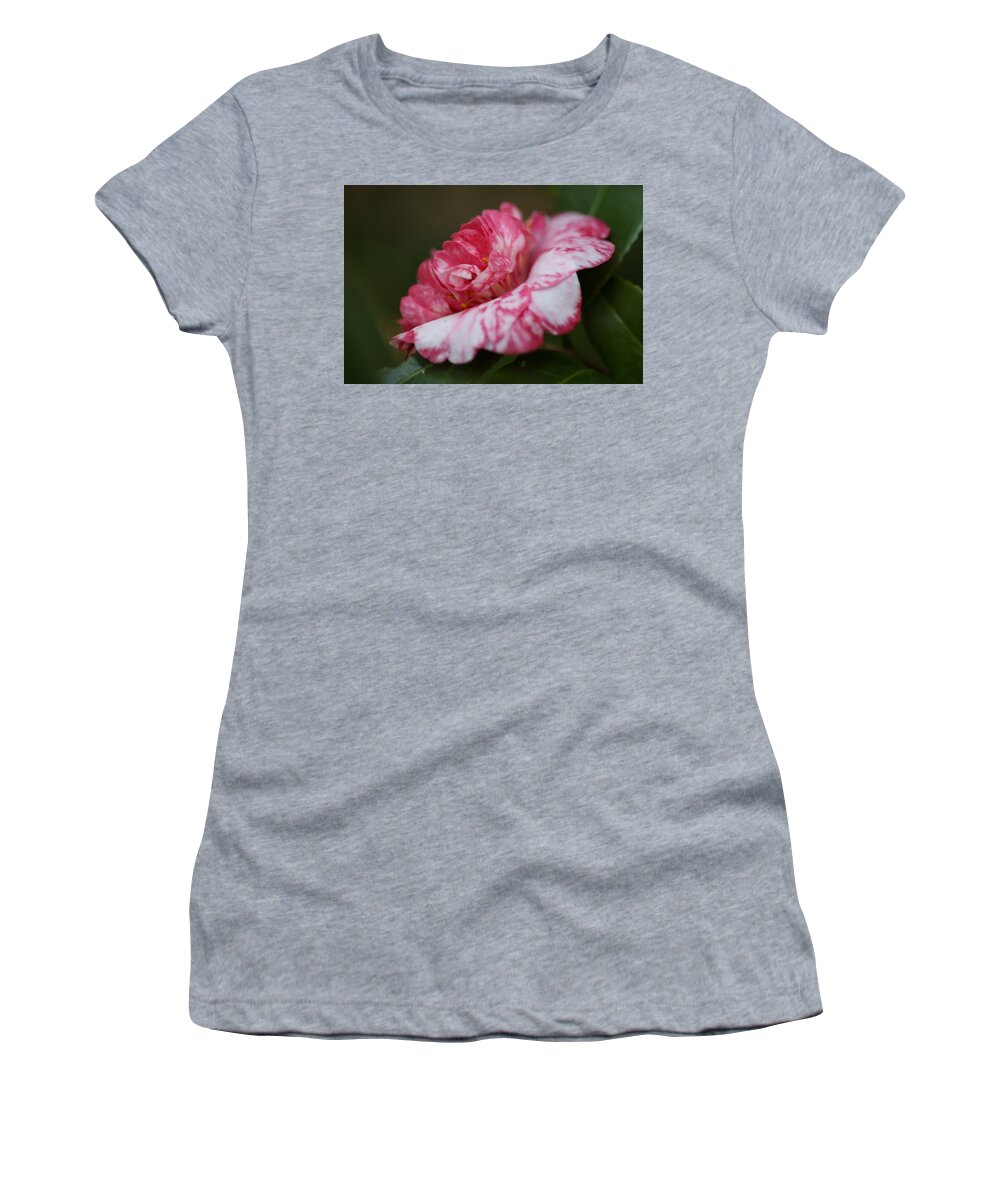 Camellia Women's T-Shirt featuring the photograph Bi-Color Camellia VI by Mingming Jiang