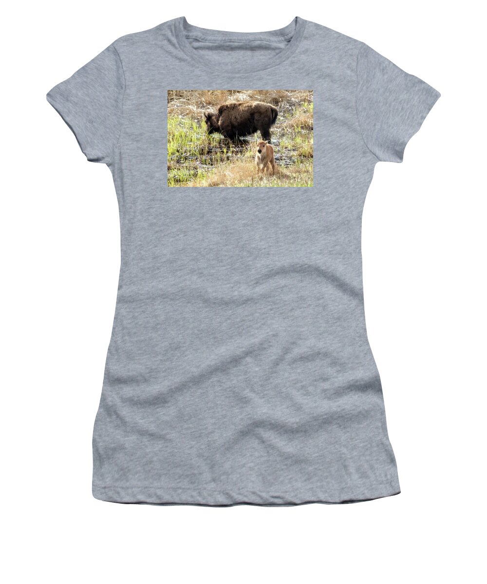 Bison Women's T-Shirt featuring the photograph Bison Calf Explorer by Belinda Greb