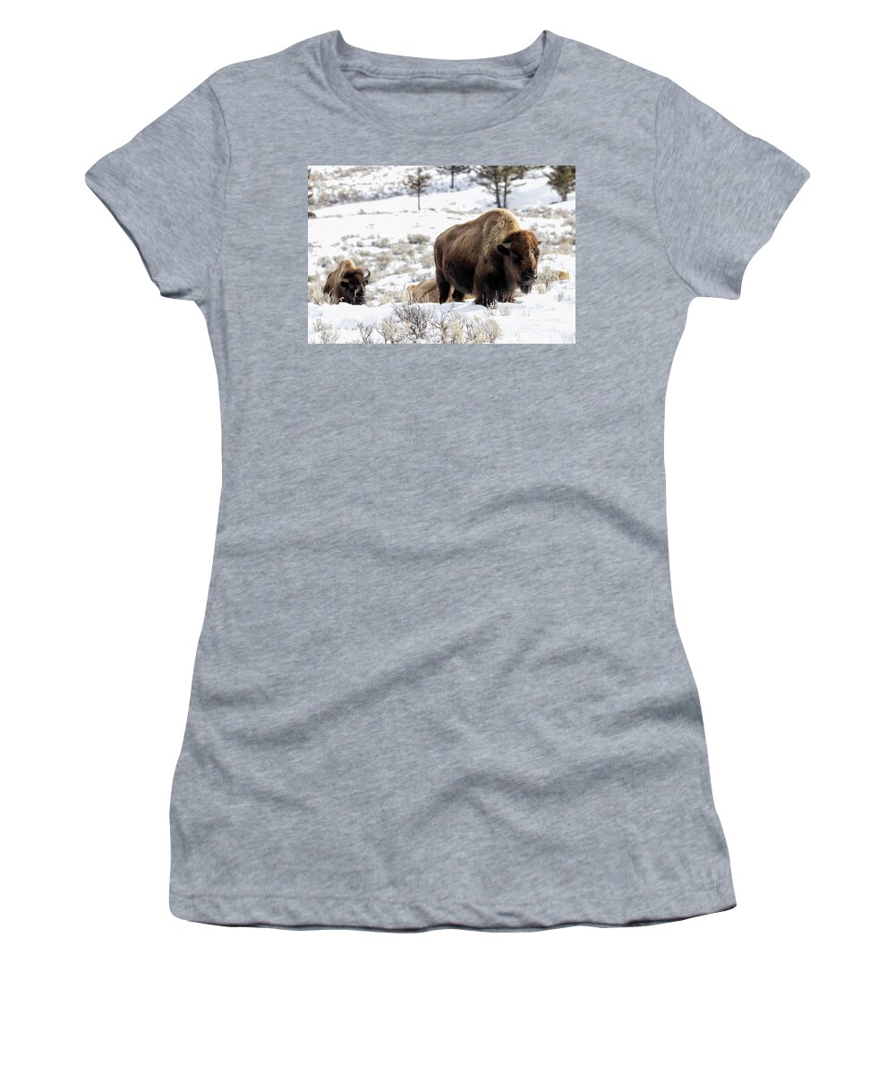 Yellowstone National Park Women's T-Shirt featuring the photograph Bison in the Snow by Cheryl Strahl