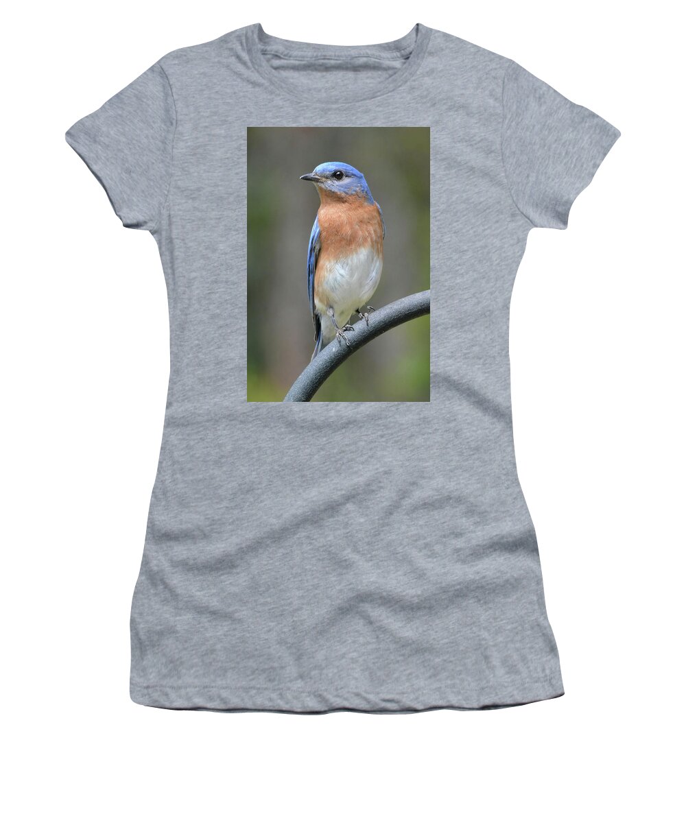 Bluebird Women's T-Shirt featuring the photograph Bluebird Pose #1 by Jerry Griffin