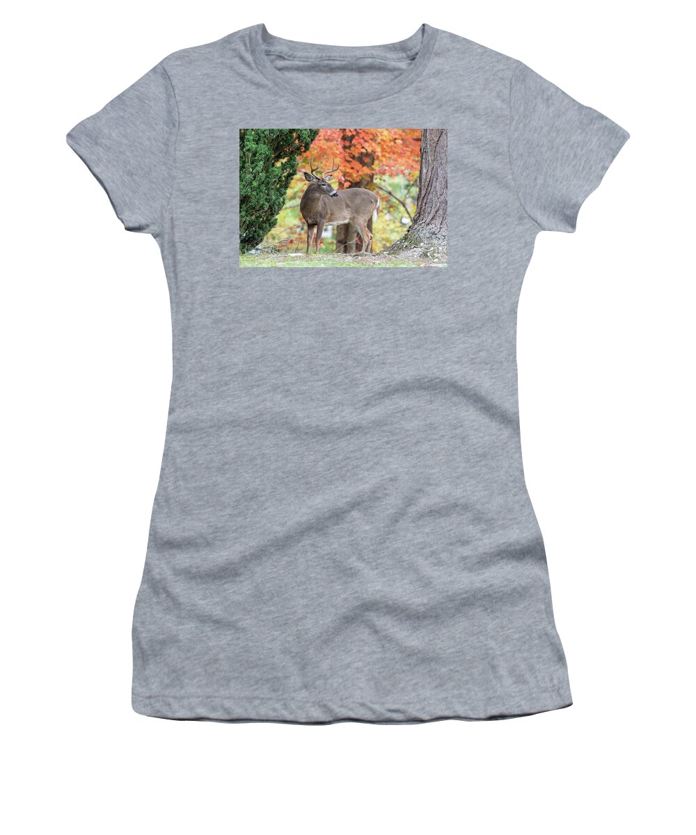 Deer Women's T-Shirt featuring the photograph Buck in Autumn by Amelia Pearn