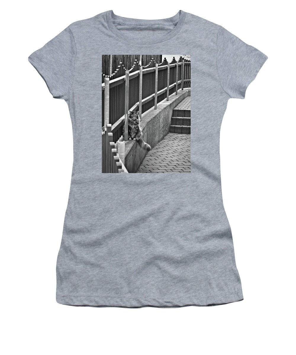 Germany Women's T-Shirt featuring the photograph Cat on a fence by Naomi Maya