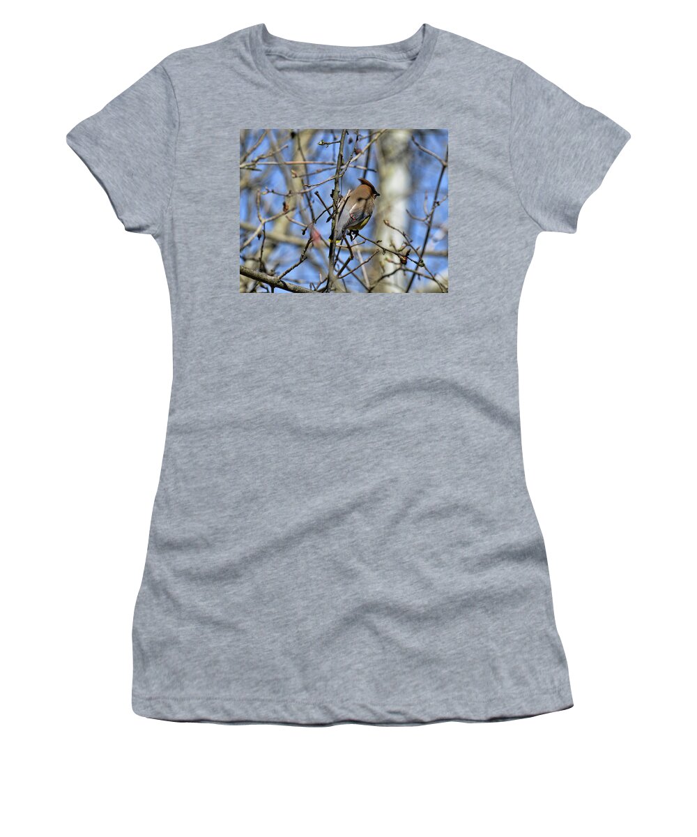  Women's T-Shirt featuring the photograph Cedar Waxwing 4 by David Armstrong