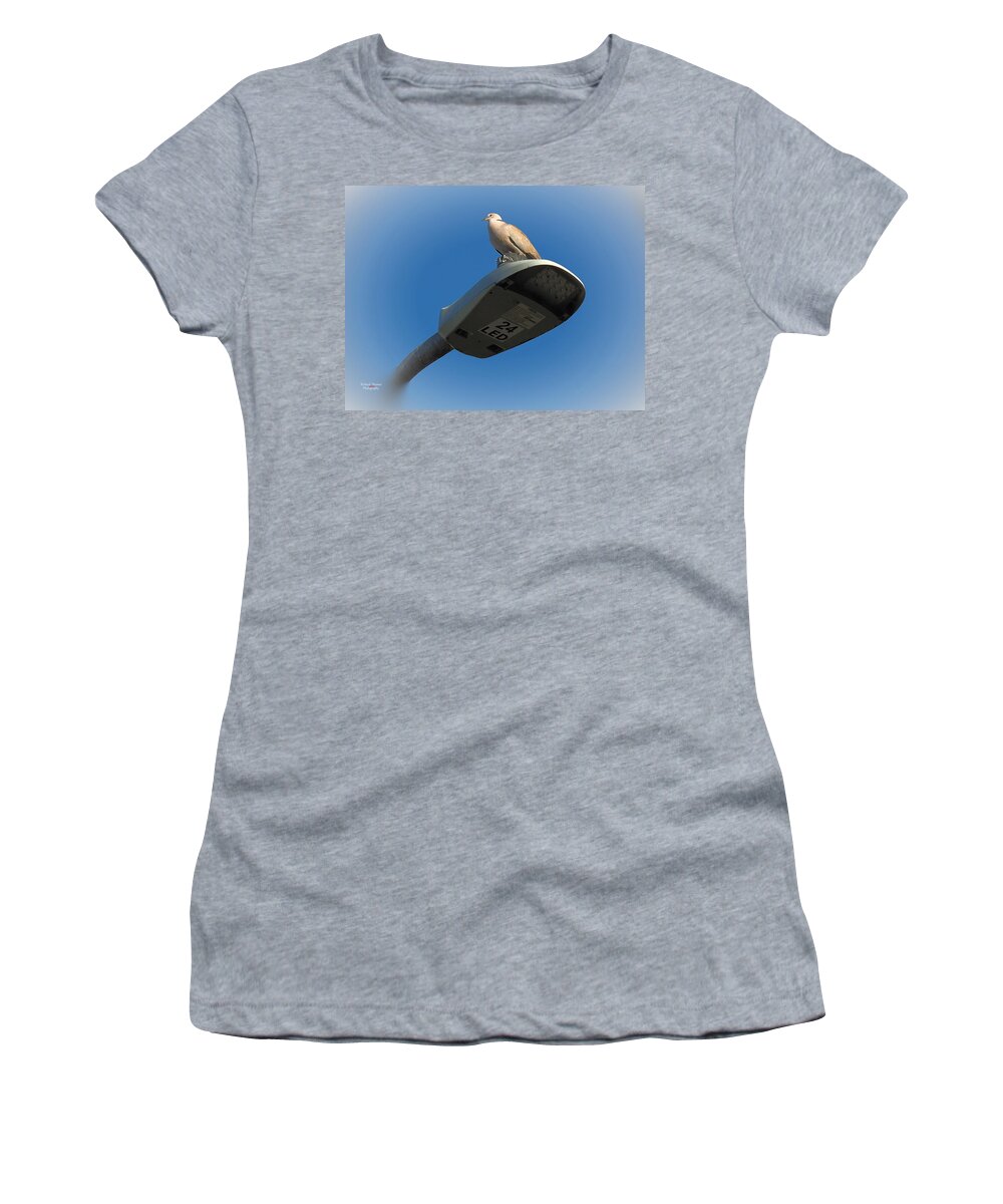 Dove Women's T-Shirt featuring the photograph Collared Dove P6130040 by Richard Thomas