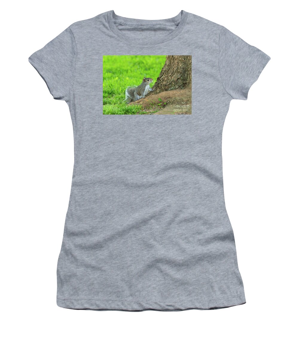 Eastern Gray Squirrel Women's T-Shirt featuring the photograph Curious Eastern Gray Squirrel by Jennifer White