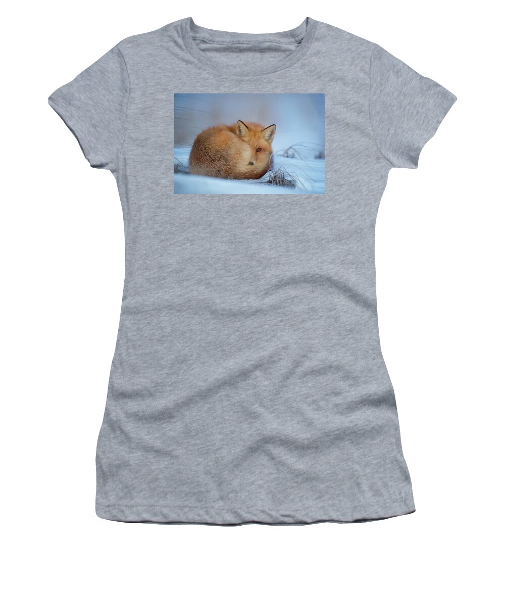 Fox In Snow Women's T-Shirt featuring the photograph Curled Up Fox by World Art Collective