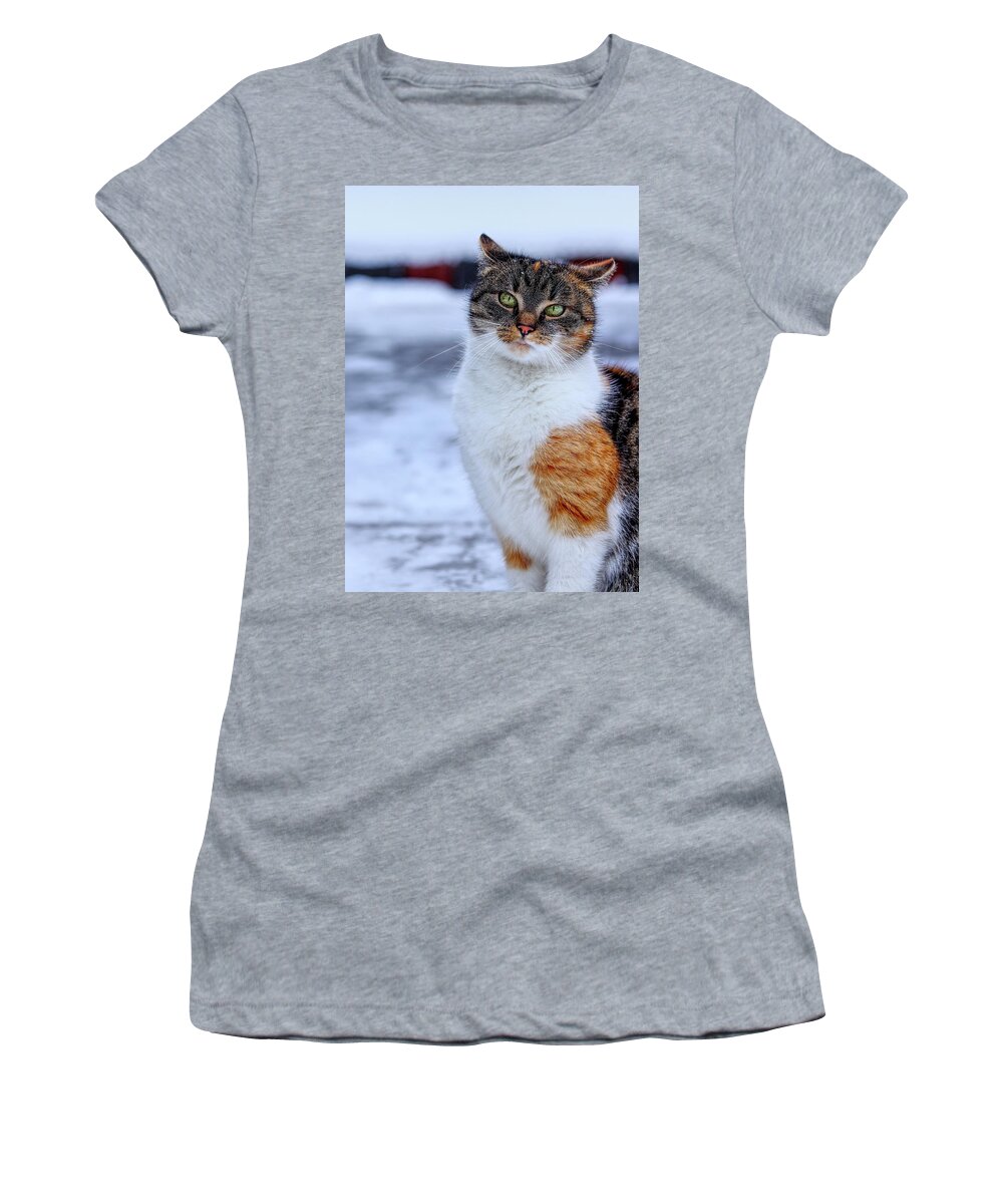 Liza Women's T-Shirt featuring the photograph Domestic self-important kitten standing in snow. Arrogant cat face look at camera. Snooty face. Look like a boss. Felis catus show us whole her beauty by Vaclav Sonnek