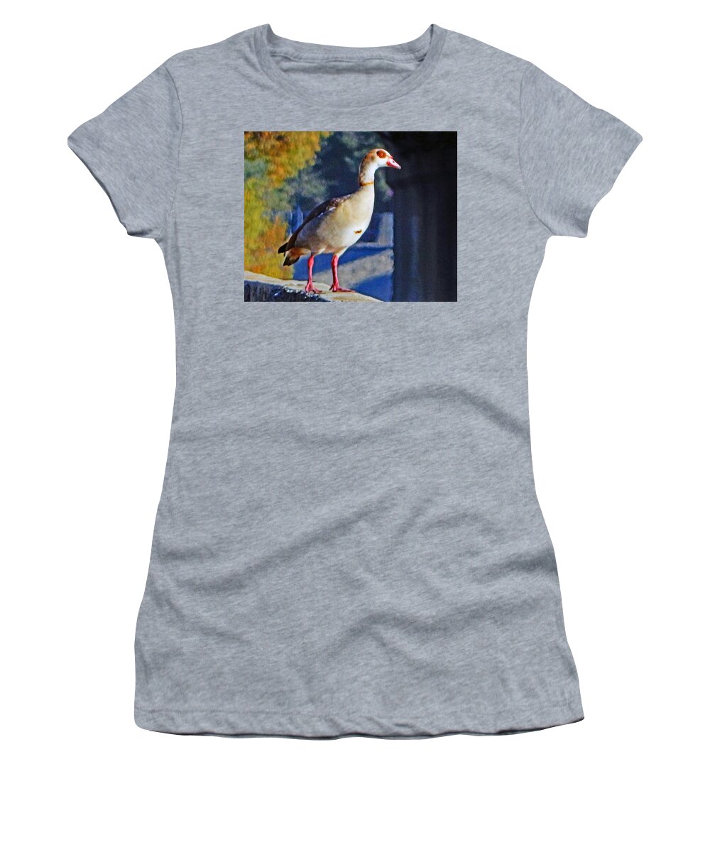 Bird Women's T-Shirt featuring the photograph Egyptian Goose On Wall by Andrew Lawrence