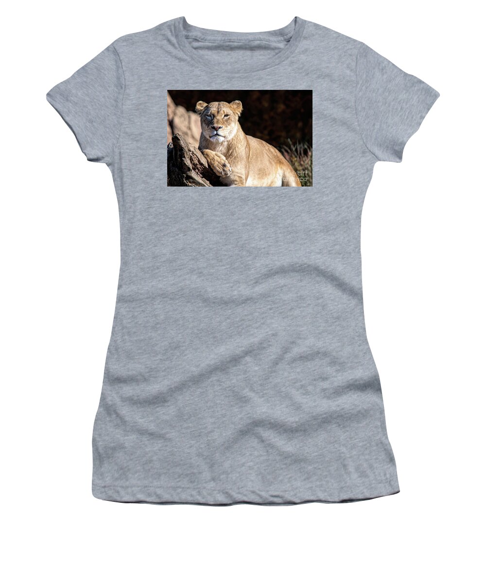 Feline Women's T-Shirt featuring the photograph Fall Lioness by Ed Taylor