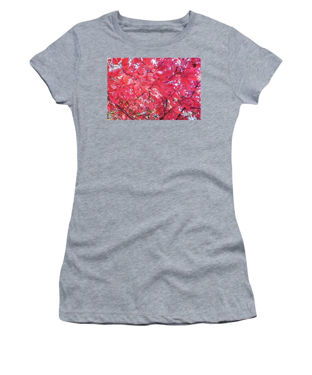 Maple Women's T-Shirt featuring the photograph Fall Maple Reds by Ed Williams