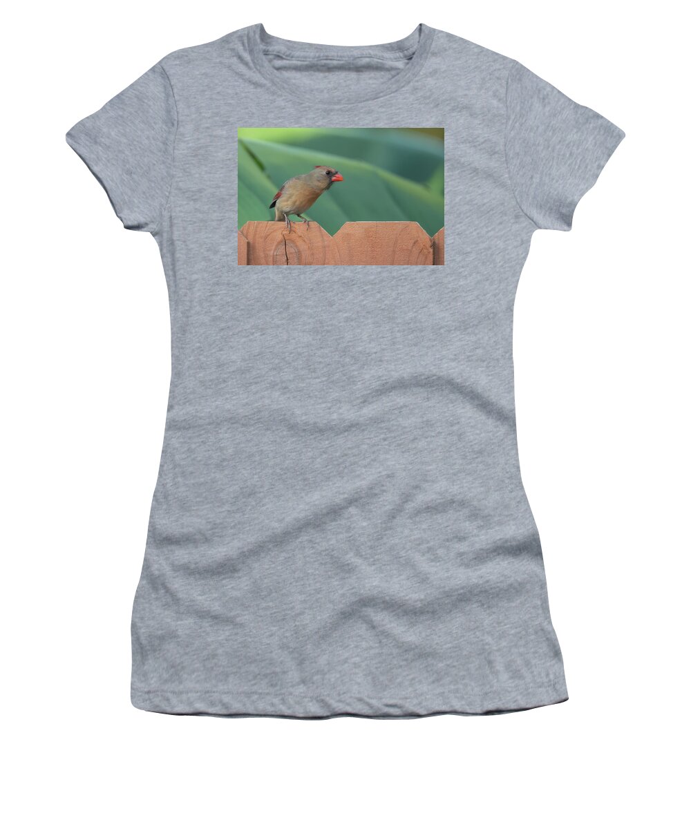 Cardinal Women's T-Shirt featuring the photograph Femal Cardinal Looking For Peanutse by Don Durfee