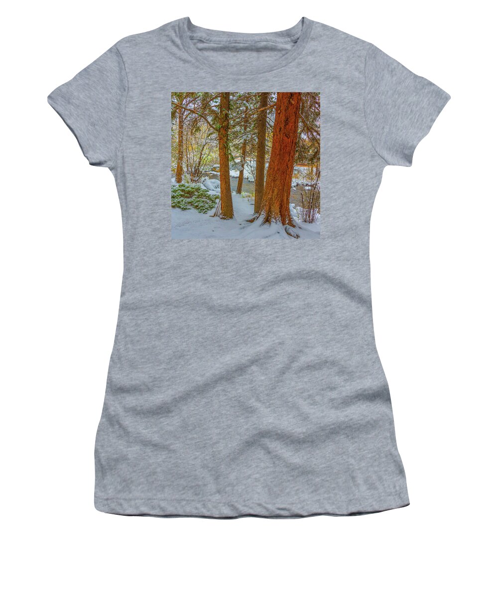 Calm Women's T-Shirt featuring the photograph Pine Trees in Snow by Tom Potter