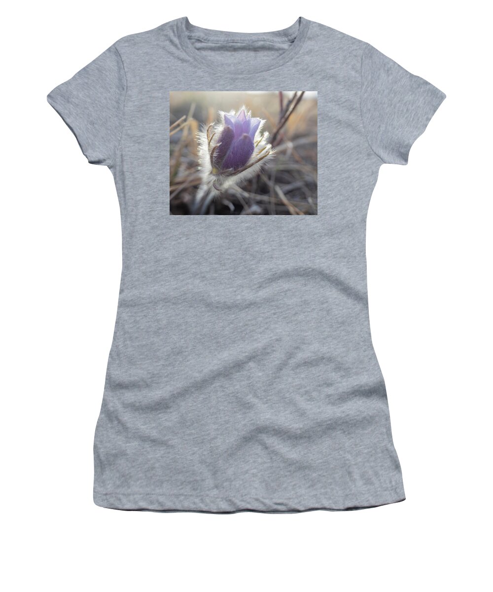Crocus Women's T-Shirt featuring the photograph First Spring Prairie Crocus Flower by Phil And Karen Rispin