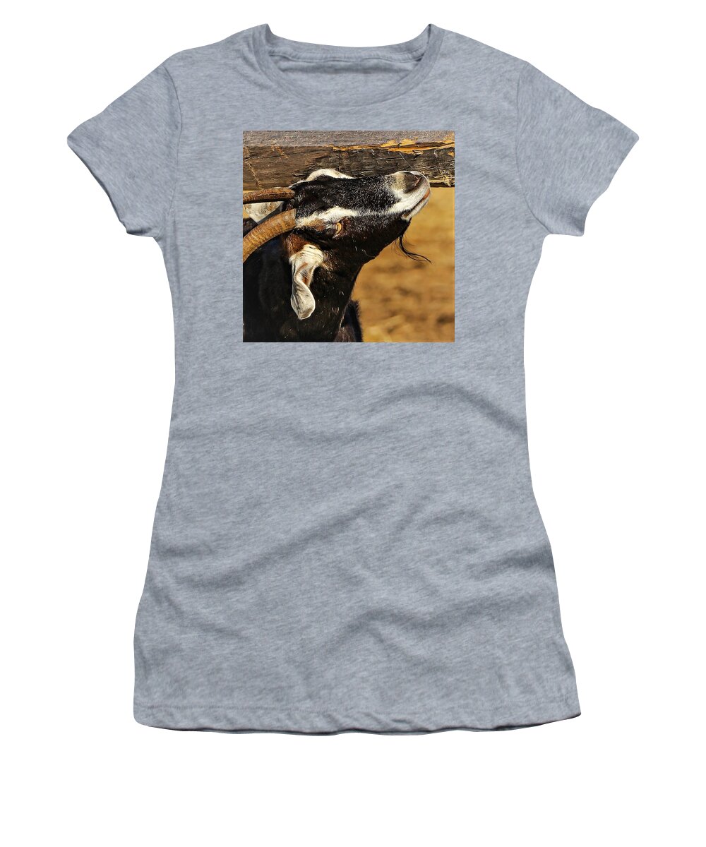 Goat Horns Fence Wood Close Women's T-Shirt featuring the photograph Goat by John Linnemeyer