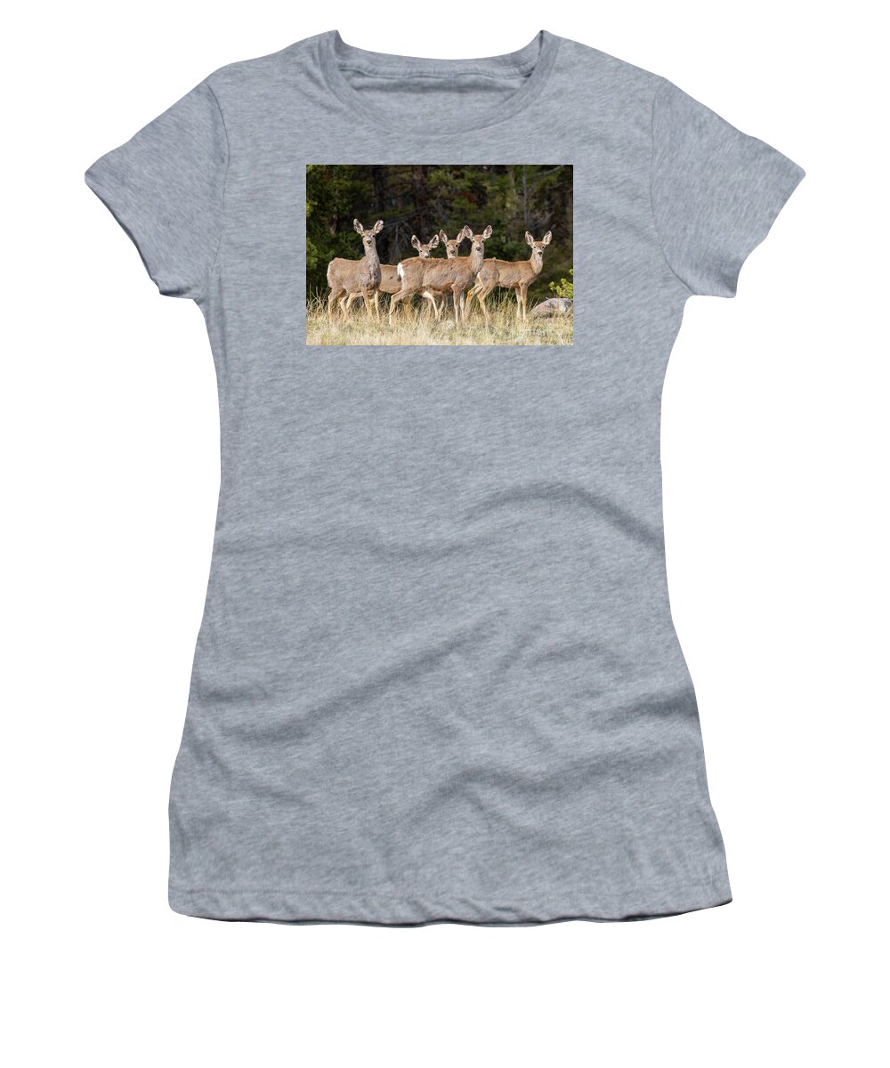 Deer Women's T-Shirt featuring the photograph Herd of Curious Deer by Steven Krull