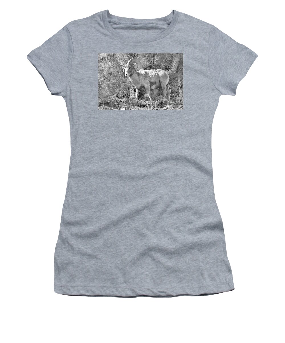 Bighorn Women's T-Shirt featuring the photograph Hiking Through The Junipers Black And White by Adam Jewell