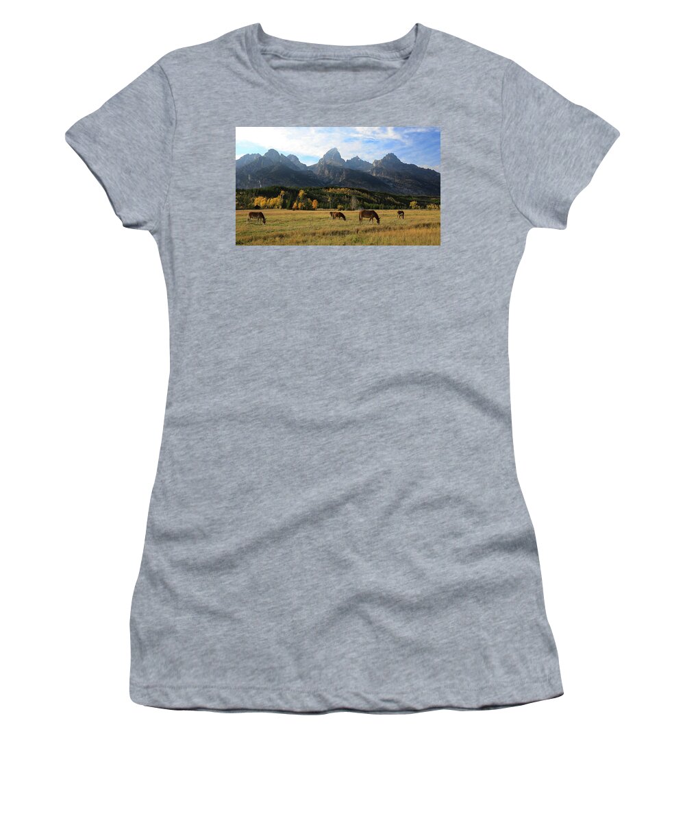 Grand Teton Mules In Autumn Women's T-Shirt featuring the photograph Mules In The Tetons by Dan Sproul