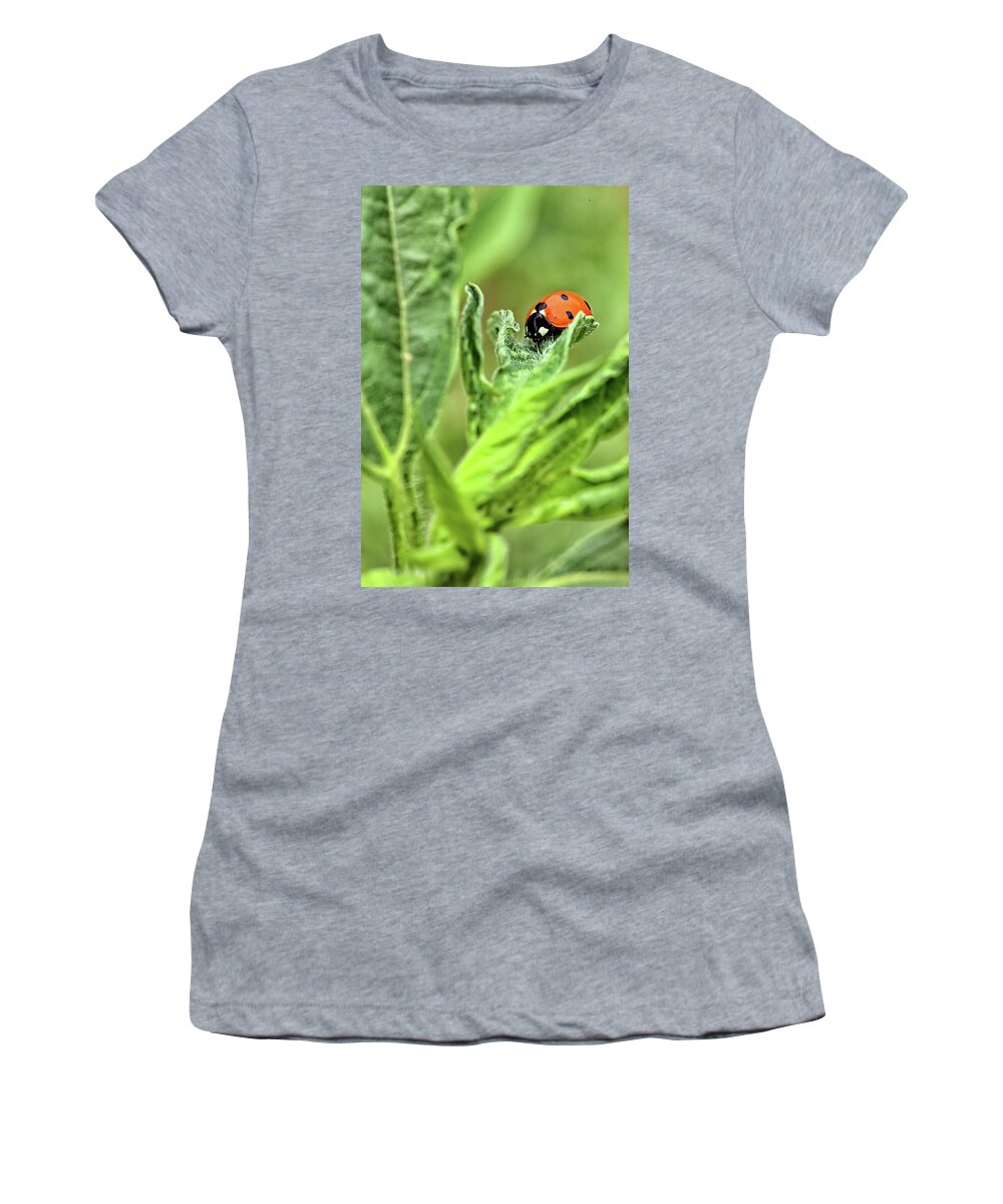 Lady Bug Women's T-Shirt featuring the photograph Lady Bug by Bob Falcone