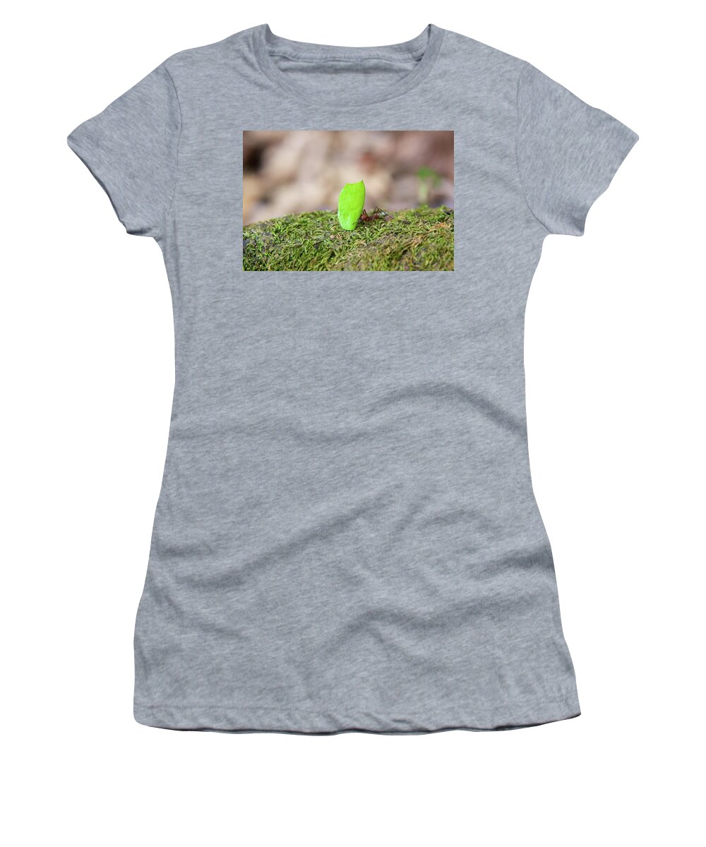 Ant Women's T-Shirt featuring the photograph Leaf Cutter Ant by Sean Hannon