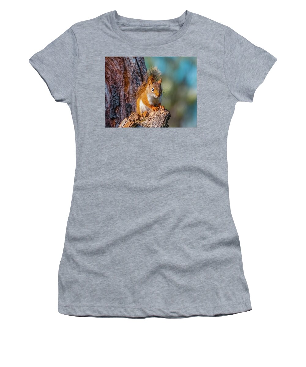 Squirrel Women's T-Shirt featuring the photograph Little squirrel 2 by Lilia S