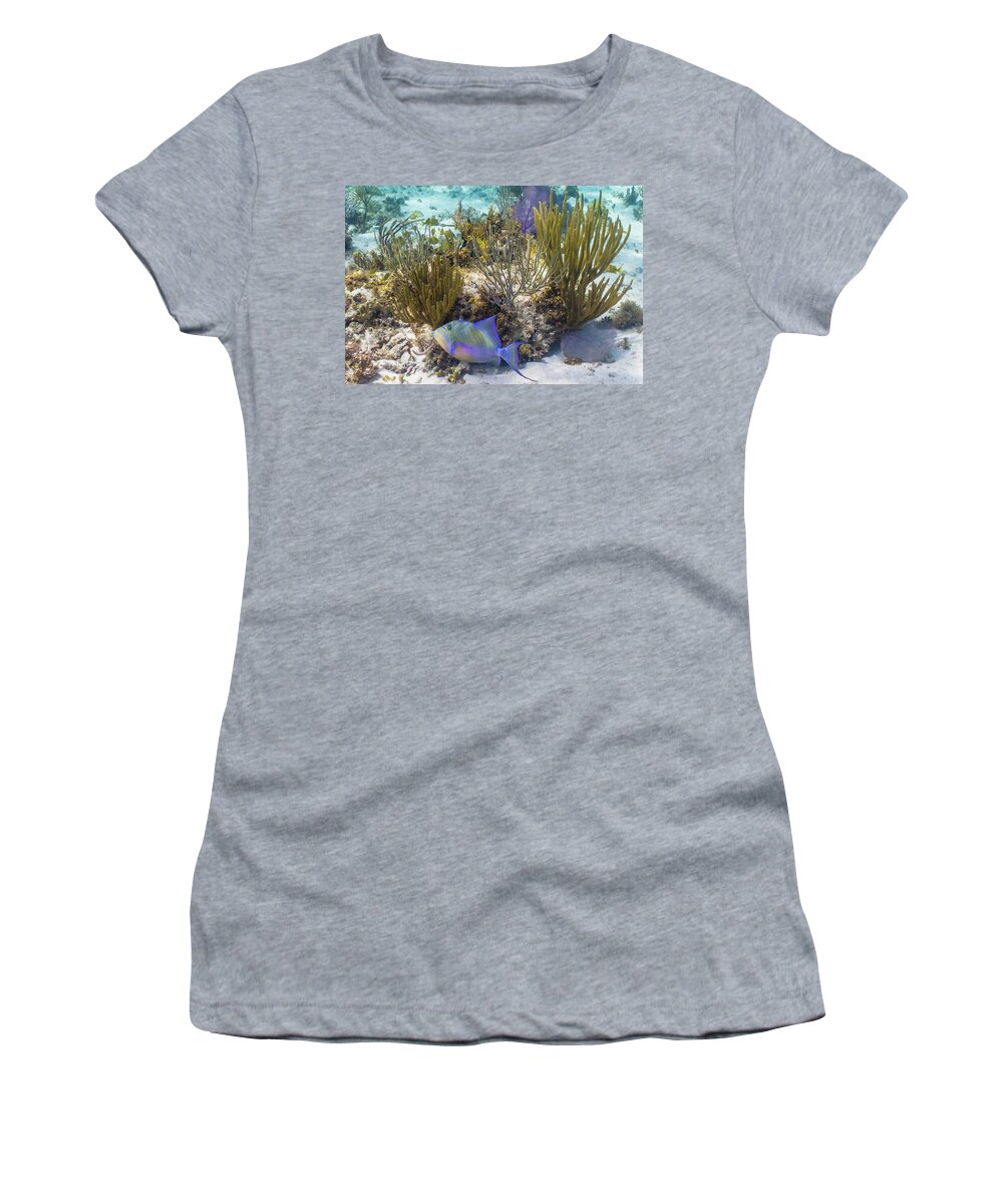 Animals Women's T-Shirt featuring the photograph More Royalty by Lynne Browne