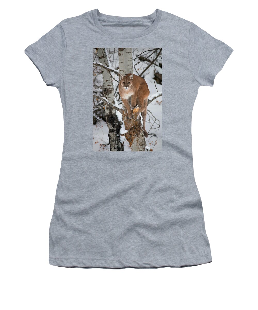 Animal Women's T-Shirt featuring the photograph Mountain Lion in a Tree by Teresa Wilson