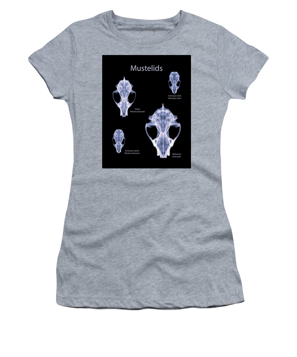 Mammal Women's T-Shirt featuring the photograph Mustelids -02 by Rob Graham