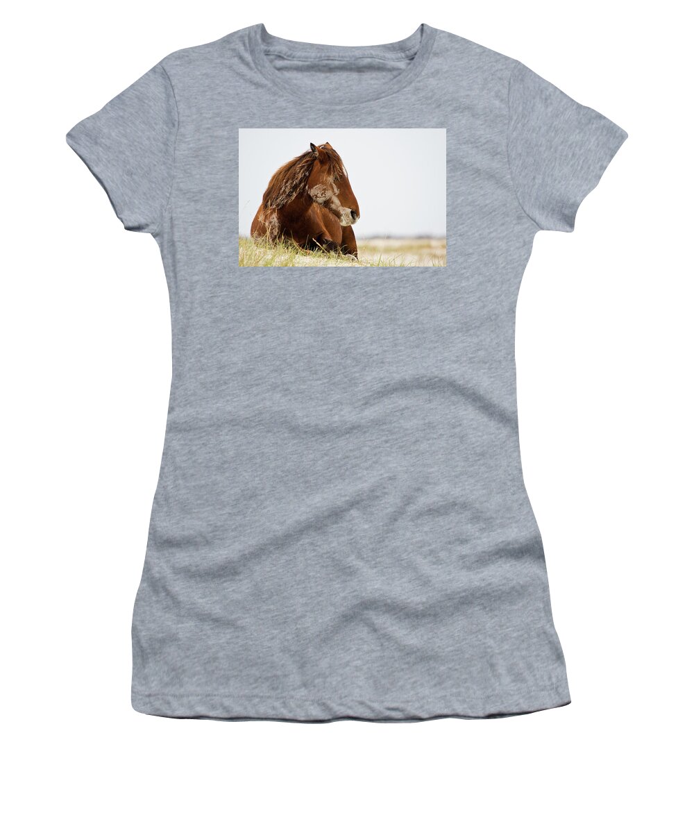 Wild Horse Women's T-Shirt featuring the photograph Napping Wild Mustang Wakes Up by Bob Decker