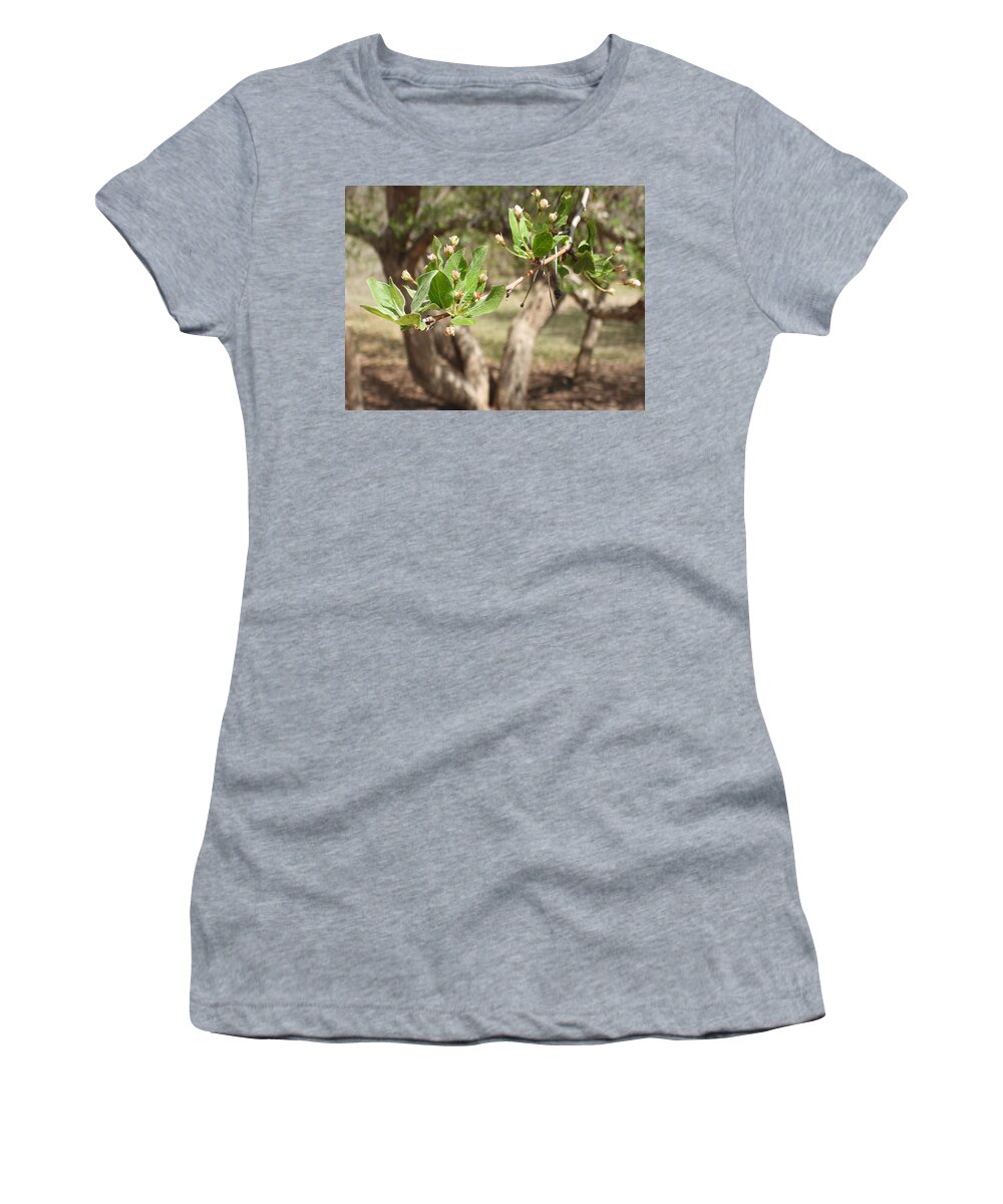 Blossoms Women's T-Shirt featuring the photograph New Blossoms by Amanda R Wright