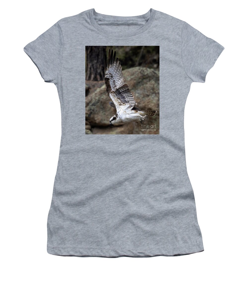 Bird Species Women's T-Shirt featuring the photograph Osprey Attack in Eleven Mile Canyon by Steven Krull