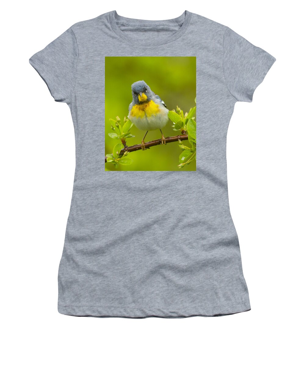 Warbler Women's T-Shirt featuring the photograph Parula by Timothy McIntyre