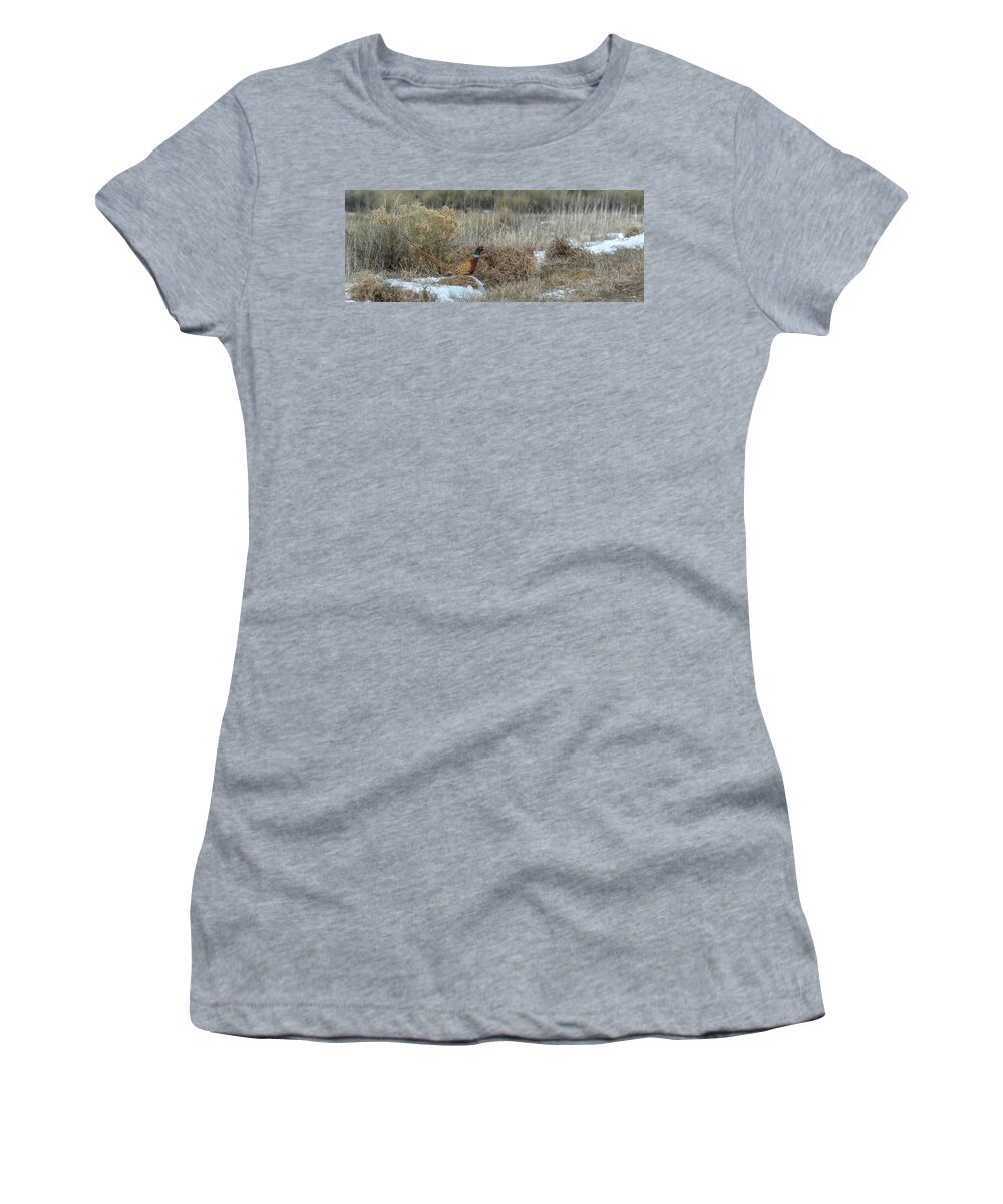 Ring-necked Pheasant Women's T-Shirt featuring the photograph Pheasant Glory by Yeates Photography