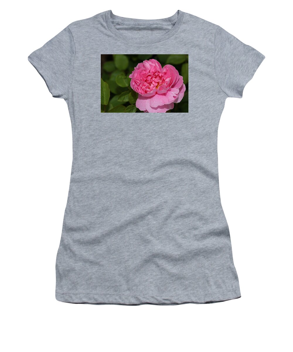 Rose Women's T-Shirt featuring the photograph Pink Beauty II by Mingming Jiang