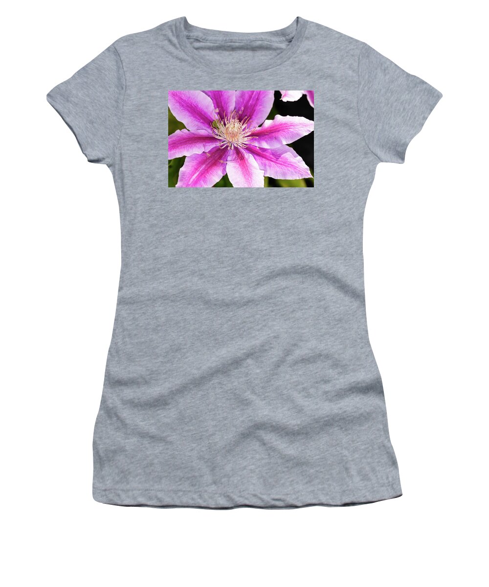 Clematis Women's T-Shirt featuring the photograph Pink Clematis Flower Photograph by Louis Dallara